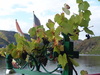 Mosel Wein